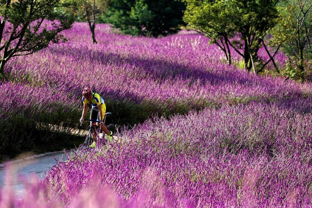 賞花踏青、網(wǎng)紅樂園、休閑度假…這5個地方讓你的周末嗨起來！