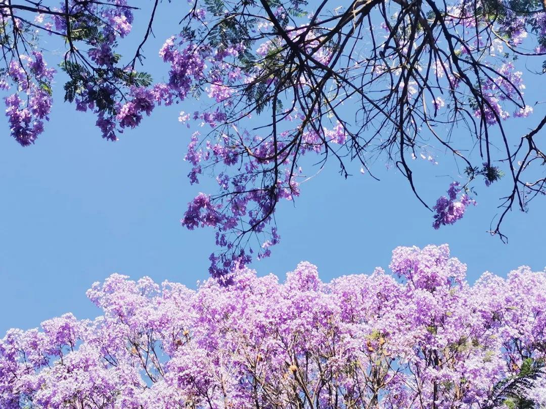 昆明萬(wàn)人打卡，美出天際！藍(lán)花楹即將綻放，還有賞花公交等你坐...