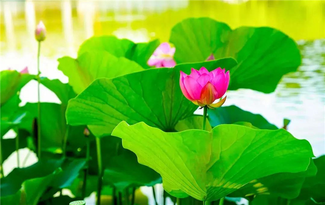 小荷才露尖尖角，早有蜻蜓立上頭，昆明“荷”你有約