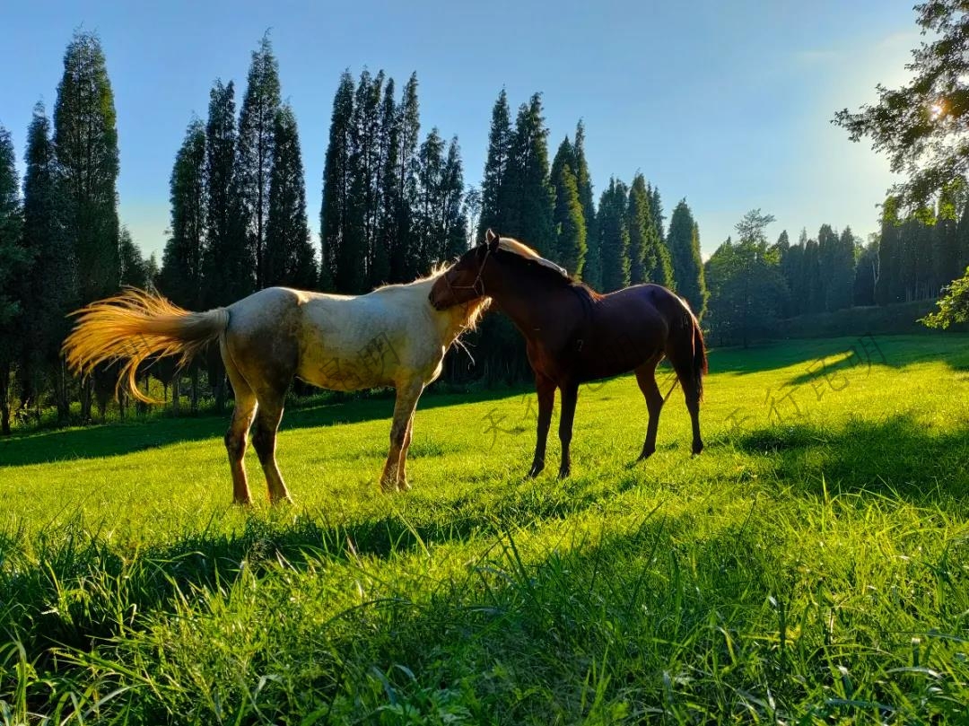 得樂農莊 得樂農莊