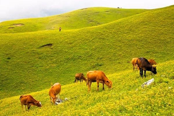 這里藏有三峽風光、草原景致，卻少有人知道！昆明出發1小時就能到！