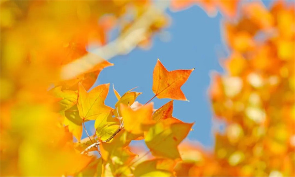 楓葉紅了，這是大姚最美色彩