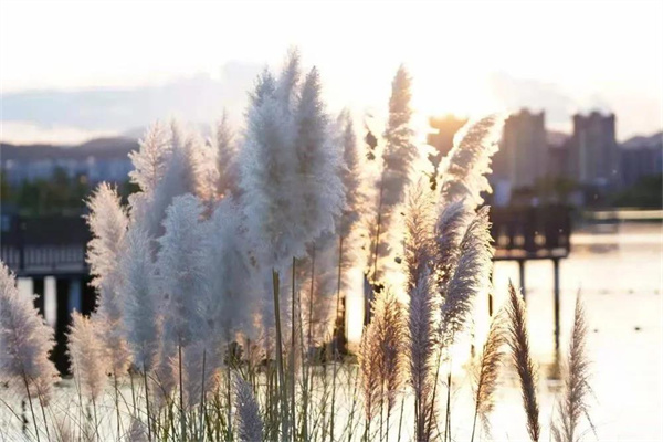 冬日暖陽，楚雄好旅！等你來邂逅溫暖時光