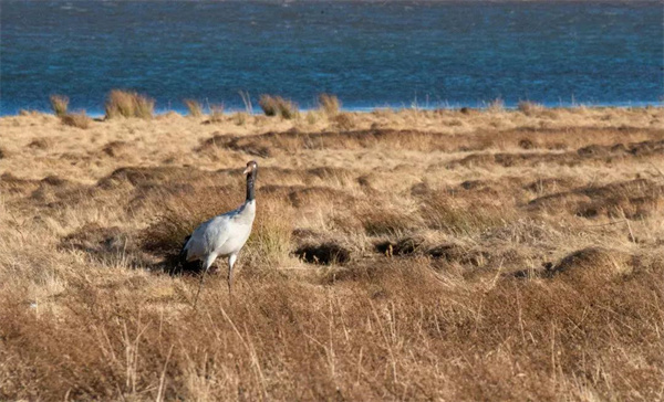 昭通大山包保護(hù)區(qū)新增鳥(niǎo)類記錄25種
