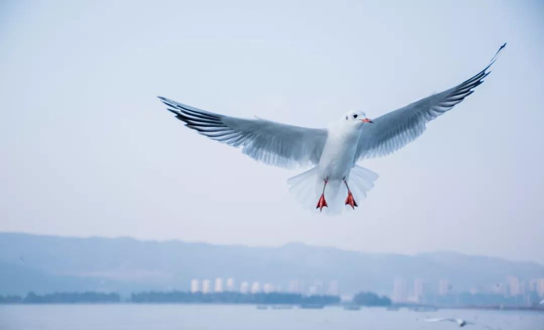 海鷗為何鐘愛春城？因為昆明人為它做了這些事    昆明傳媒公司